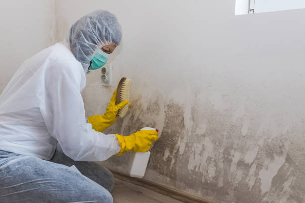 Best Black Mold Removal  in Willow Grove, TX