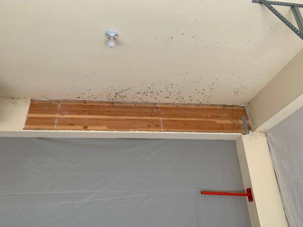 Best Biohazard Mold Removal  in Willow Grove, TX
