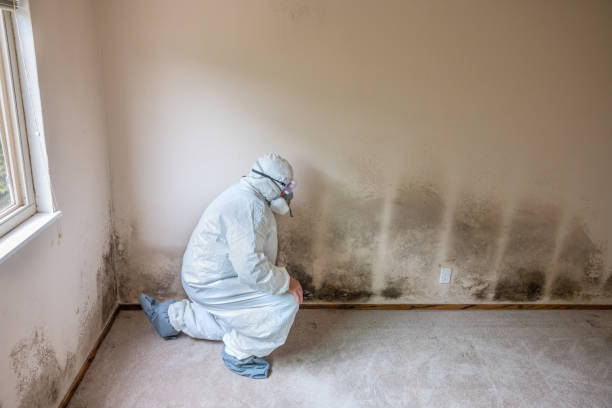 Best Attic Mold Removal  in Willow Grove, TX