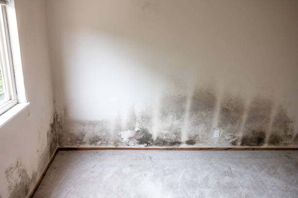 Reliable Willow Grove, TX Mold Removal Solutions
