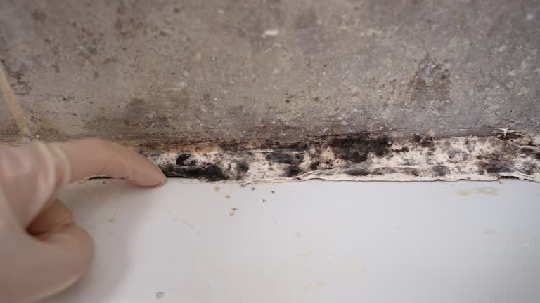 Best Mold Prevention Services  in Willow Grove, TX